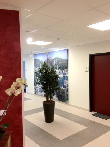 Pflanze in einem Topf steht im modernen Flur mit roten und weißen Wänden.